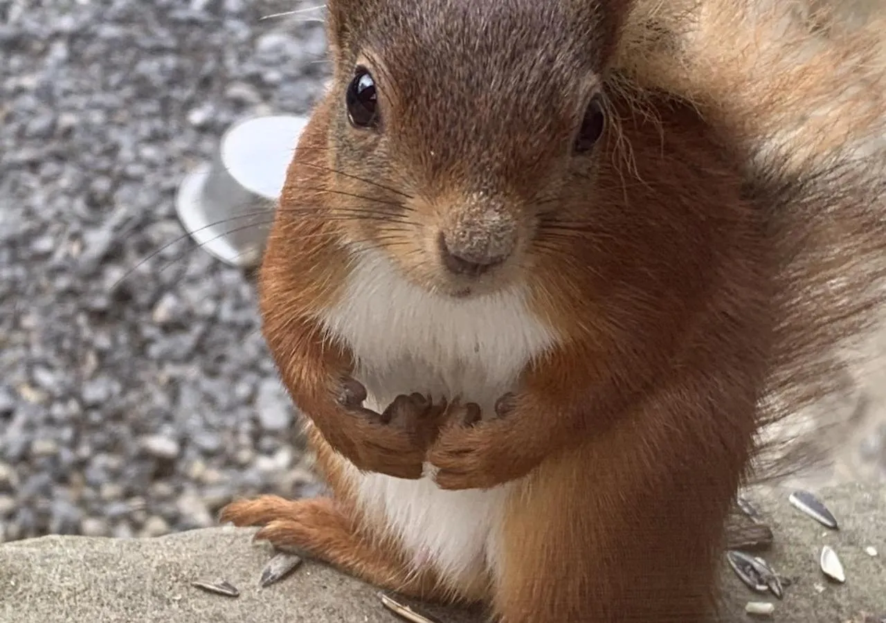 Red Squirrel Cottage Hawes Holiday home