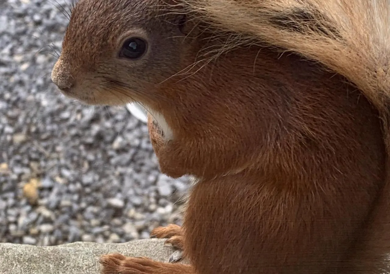 Red Squirrel Cottage Hawes 0*,  United Kingdom