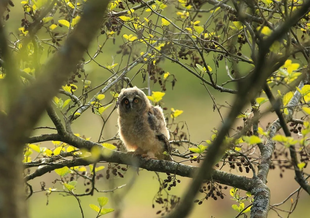 Holiday home Red Squirrel Cottage Hawes United Kingdom